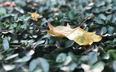 单位社保费管理客户端操作教程