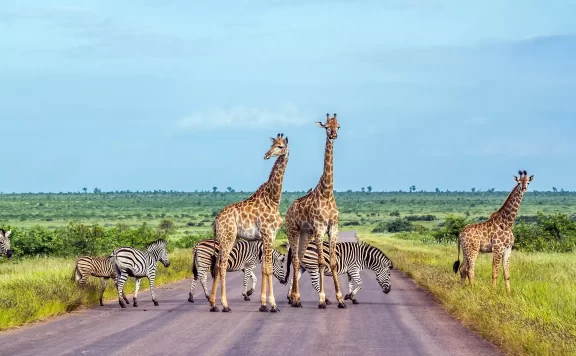 2022年9月1日起我国给予莫桑比克等国98%税目产品零关税待遇